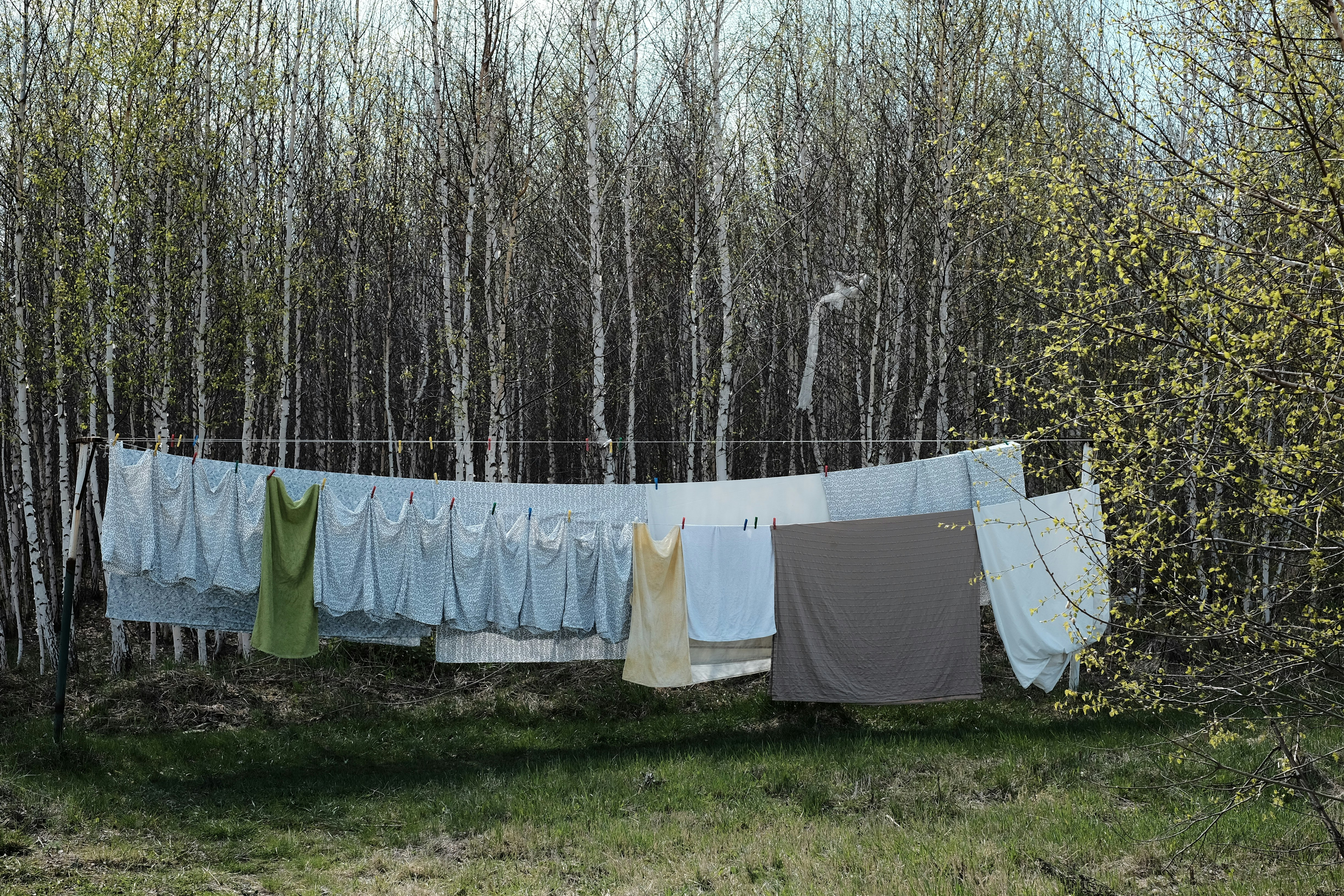 gray text hang to dry near forest tress